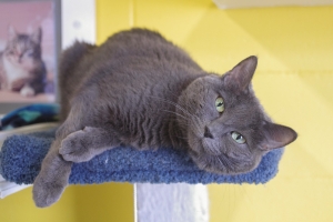 Cher - Domestic Shorthair Senior Gray Cat