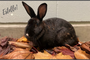 Estelle the American Short Coated Rabbit
