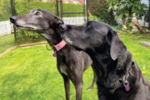 Dog Licences