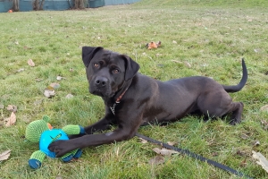 Connie 1.5 year old Chocolate spayed female Labrador/Bully mix