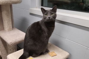 Olive, Domestic Short Hair, Grey, Spayed Female, 2.5 years old