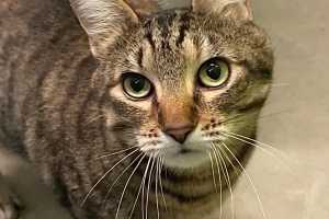 Gracie, Domestic Short Hair, Torbie, Spayed Female, 7 years old