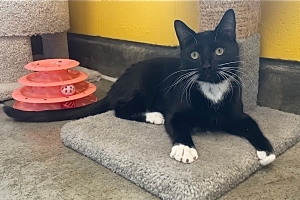 Sammy, Domestic Short Hair, Tuxedo, Neutered Male, Approx. 1.5 years old