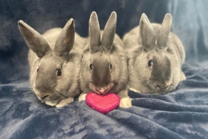 Hemlock, Fig and Fern, American Short Coated Rabbits, Grey with white, Approx. 5 months old