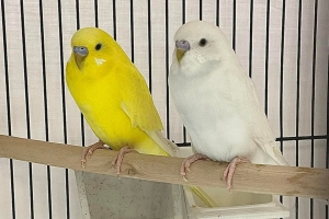 Wright & Kathie, Budgies, Yellow and White, Approx. 1 year old