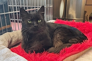 Angela, Domestic Long Hair, Smoke, Spayed Female, Approx. 15 years old