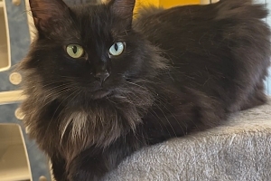 Mystic, Domestic Long Hair, Black, Spayed Female, Approx. 2 years old