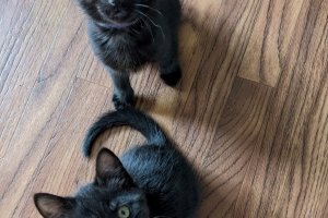 Xena and Oden, Domestic Short Hairs, Black, Female and Male, 3 months old