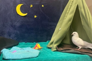 Baron, Pigeon, White, Unknown Sex, Young Adult
