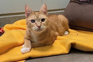 Selene, Domestic Short Hair, Orange Tabby w/ White, Spayed Female, Approx. 2 years old