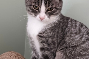 Cutty, Domestic Short Hair, Grey Tabby w/ White, Male, 4 months old