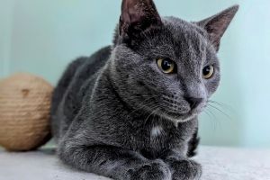 Knots, Domestic Short Hair, Grey, Female, 4 months old