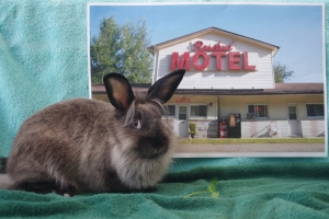 Alexis, Lionhead, Agouti, Female, Approx. 4 months old