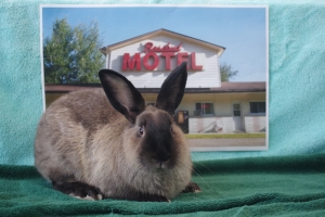 Patrick, American Short-Coated, Sable, Neutered Male, Approx. 1 year