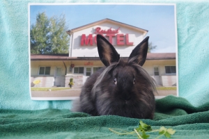Twyla, Lionhead Mix, Smoke, Female, ~ 4 months old