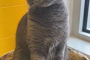 Olive, Domestic Short Hair, Grey, Spayed Female, Young Adult