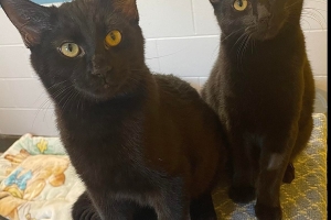 Domestic Short Hairs, Black, Spayed Female/Neutered Male, Approx. 5 months old