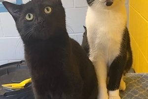 Domestic Short Hairs, Tuxedo and Black, Neutered Males, Approx 5 months old