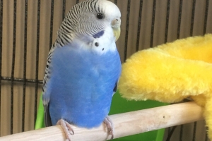 Budgie, Blue and White, Suspected Female, Approx 2 years old