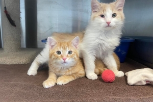 Scorpio and Taurus, Domestic Long Hairs, Orange Tabby and White w/ Buff, Males, Approx. 3 months old