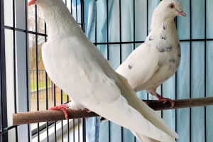 Chapman and Kernel - two domestic white & spotted pigeons