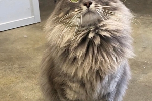 Domestic Long Hair, Grey Tabby, Neutered Male, Approx. 2 years old