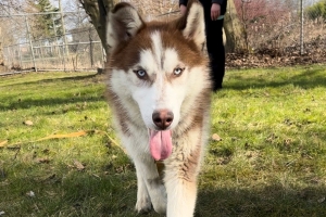 Jade dog profile photo