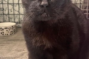Khabib, Domestic Short Hair, Black, Neutered Male, Approx. 8 years old