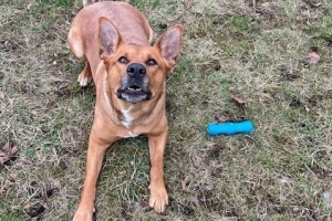 Lola dog with toy