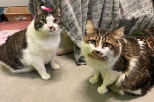 Domestic Short Hair/ Medium Hair, Neutered Males, Brown Tabby w/ white, Approx 8 years old