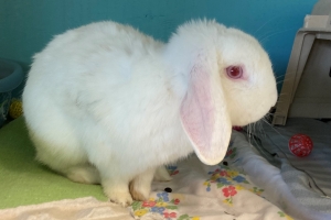 Holland Lop, White, ~ 2 years old, Neutered Male