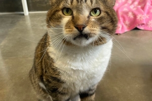 Domestic Short Hair, Brown Tabby w/ White, Senior, Neutered Male