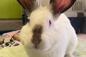 Joshua, Californian Rabbit, Chocolate Point, Adult, Neutered Male