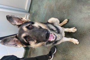 Hudson, German Shepherd, Black and Tan, Neutered Male, Approx 2 years old