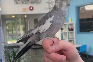 Nimbus, Cockatiel, Grey and White, Suspect Young