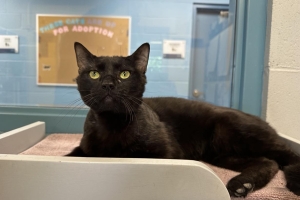 Ricky, Domestic Short Hair, Black, Neutered Male, Approx. 2 years old