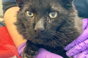 Hudson, Domestic Short Hair, Black, Neutered Male, Approx. 6-8 years old