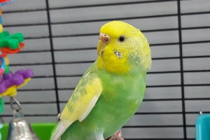 Peep, Budgie, Green/Yellow, Female, Adult
