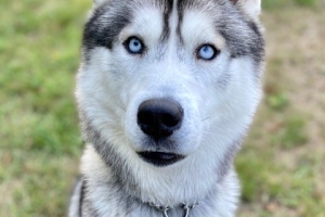 Cosmo, Siberian Husky, White/Grey, Neutered Male, Approx. 2.5 years old