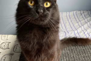 Tofu, Domestic Long Hair, Black, Neutered Male, Approx. 1.5 years old