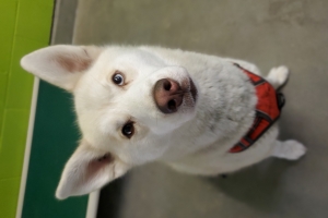 June Bug, Husky X, White/Cream, Spayed Female, Approx. 1.5 years old