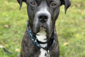 Benjamin, Presa Canario, Brindle and White, Male, Approx. 4.5 years old