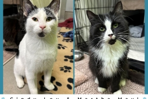 Cindy & Martha, Domestic Short Hair, Tuxedo and White/Black, Spayed Females, Approx. 1.5 years old