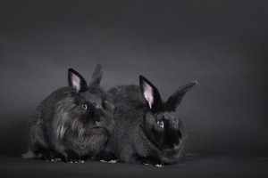 American Rabbits, Black, Female and Male