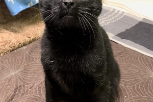 Domestic Short Hair, Black, Neutered Male, Approx. 8+ years old