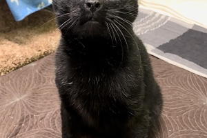 Domestic Short Hair, Black, Neutered Male, Approx. 8+ years old