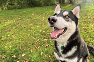 Dog with 2025 Delta Dog Licence 
