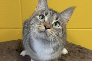 Clove, Domestic Short Hair, Brown Tabby w/ White, Spayed Female, Approx. 1 year old