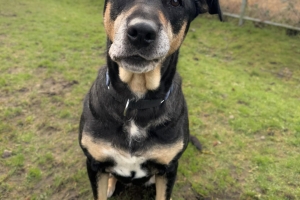 Nelly, Rottweiler/Lab X, Black and Tan, Spayed Female, Approx. 5-7 years old