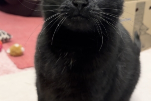 Clover, Domestic Short Hair, Black, Spayed Female, 8 years old